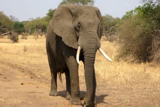 MCB Elephant Trampled To Woman