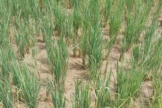 Nelpadam  Paddy farmers suffer due to lack of rain  Paddy farmers in Kannur  due to lack of rain  weather  kerala weather  kerala weather changing  Paddy farmers suffer  kannur  It has not rained for two weeks  മഴ ചതിച്ചു  കണ്ണൂരിലെ നെൽകർഷകർക്ക് കർഷകർക്കിത് കണ്ണീർ കാലം  കനത്തു പെയ്യേണ്ട കാലത്ത് മഴ മാറിനിന്നു  വെയിൽ തീവ്രമായി  രണ്ടാഴ്‌ചയേറെയായി മഴ പെയ്യുന്നില്ല  മഴയില്ലാത്തത് ഏറ്റവും കൂടുതൽ നെൽക്കർഷകരെ ബാധിച്ചു  നീരുറവ കുറഞ്ഞ പാടശേഖരങ്ങളിൽ  കൃഷിയിറക്കിയ കർഷകരും ദുരിതത്തിലാണ്  നെൽ ചെടികളിൽ കതിരുകൾ വിരിയുന്ന  കരനെൽ കൃഷി പൂർണമായും നശിക്കും  മലയോരമേഖലയിലെ തോട്ടങ്ങളും വരണ്ടുണങ്ങി  ഴയില്ലാ അന്തരീക്ഷത്തിലെ താപനിലയ കൂടി  ഇലകളുടെ പച്ച നിറം മാറി മഞ്ഞനിറം  കണ്ണപുരം പ്രദേശത്തു മാത്രമായി 100 ഹെക്‌ടറോളം  കുരുമുളക് കർഷകരും പ്രതിസന്ധിയിലാവുകയാണ്  മഴ കുറഞ്ഞതിനാൽ ഞാറുനടുന്ന സമയം