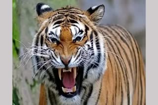 Tiger In Surajpur