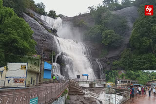 கொட்டி தீர்க்கும் கன மழையால் குற்றாலத்தில் குளிக்க தடை ..சுற்றுலா பயணிகள் ஏமாற்றம்