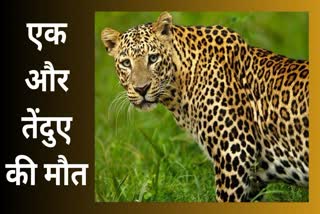 burhanpur leopard Dead body found