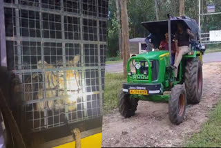 Tiger Trapped In Cage Wayanad  Tiger Trapped In Cage Wayanad forest department  Wayanad forest department  Wayanad Moolankavu Tiger  Wayanad Moolankavu Tiger presence  മൂലങ്കാവില്‍ ഭീതി പരത്തിയ കടുവ കൂട്ടിലായി  ഭീതി പരത്തിയ കടുവ കൂട്ടിലായി  ബത്തേരി മൂലങ്കാവ്  വനം വകുപ്പ്