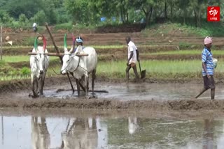 பவானிசாகர் அணையின் நீர் வரத்து குறைவு..பருவமழை எதிர்பார்த்து நெல் நடவு பணி தீவிரம்