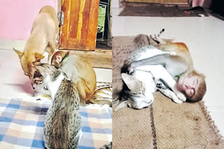 Telangana: Cat, Dog and Monkey set friendship goals high; Villagers can't stop gushing