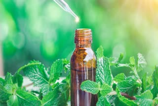 Etv BharatBenefits of Peppermint Oil
