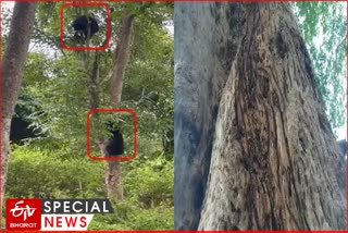 Bear on Tree