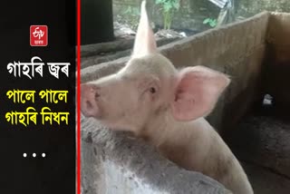 Swine flu infection in Lakhimpur