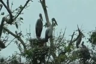 Five-day bird census begins in Bhitarkanika National Park