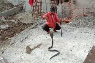 cobra rescue in sagar