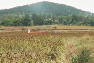 millet survives in drought situation