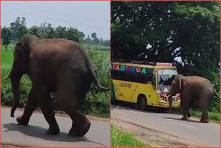 Elephant Attack on Bus