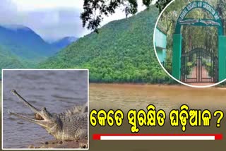 baby gharials crocodile died in satkosia