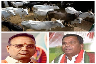 Politics over the death of cows in Chhattisgarh