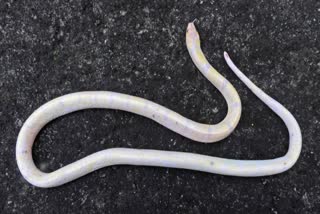 rare Albino snake rescue