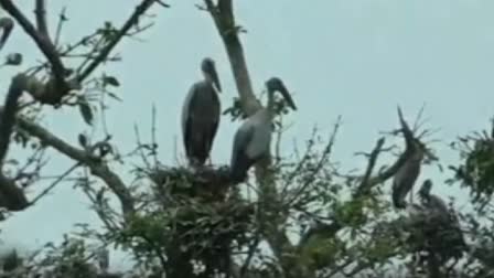 Five-day bird census begins in Bhitarkanika National Park