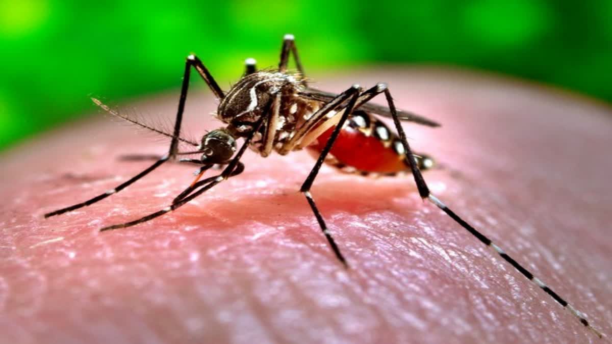 Dengue In Bihar