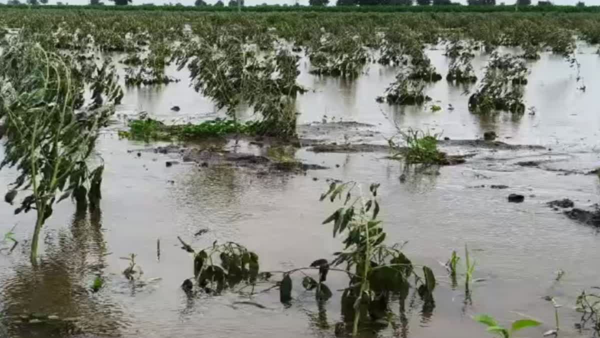 ખેતરોમાં વરસાદી પાણી ફરી વળ્યા