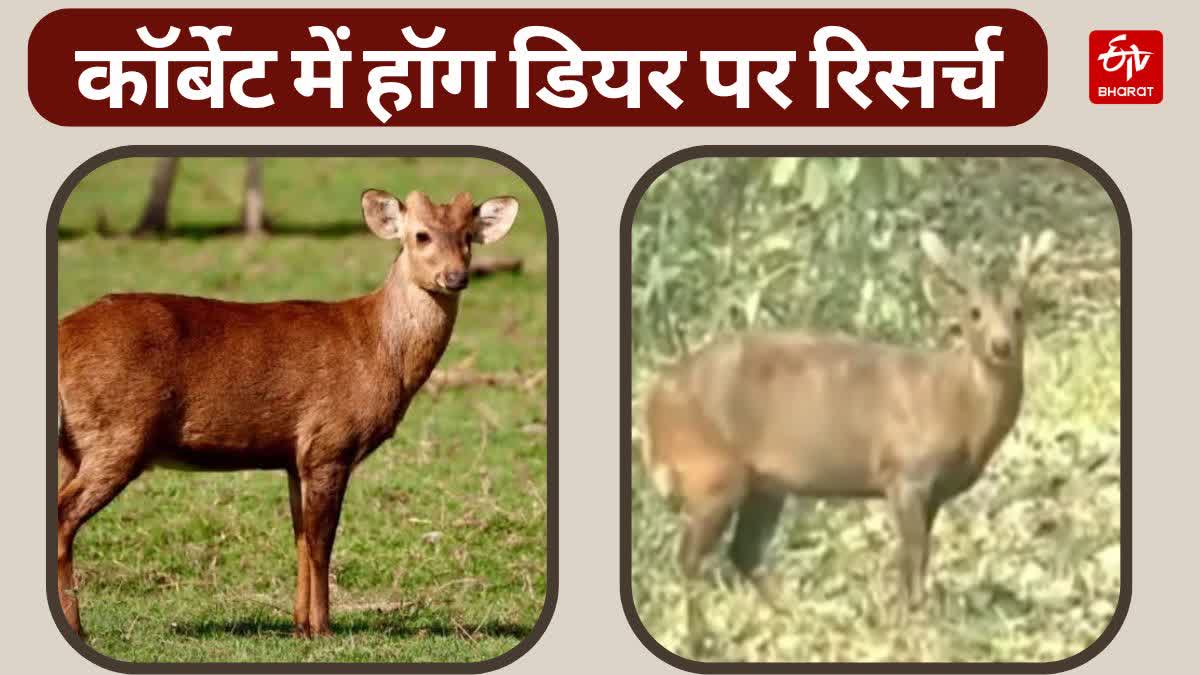 Hog deer count in Jim Corbett Park