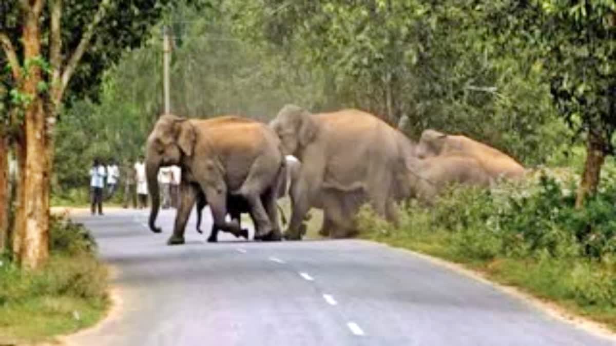 Elephants from Nepal in Bihar