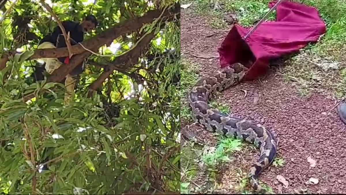 കണ്ണൂരില്‍ പെരുമ്പാമ്പിനെ പിടികൂടി  PYTHON CAUGHT IN KANNUR  PYTHON KANNUR  MALAYALAM LATEST NEWS