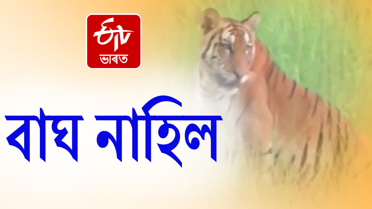 Royal bengal tiger roaming freely in different parts of Kaliabor