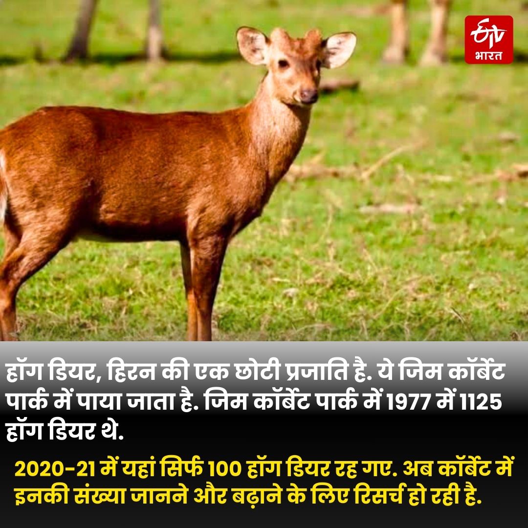 Hog deer count in Jim Corbett