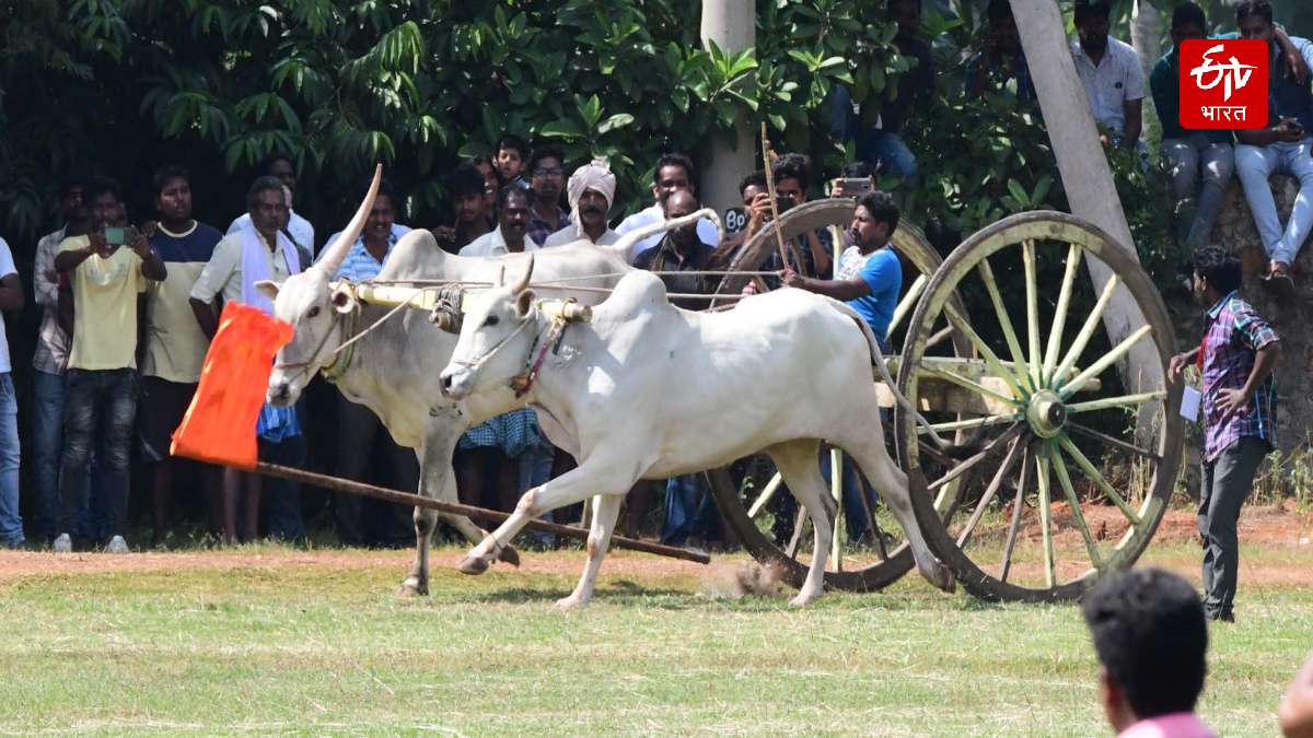 Bailgada Sharyat