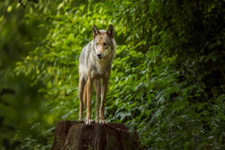 In Bahraich, a series of deadly wolf attacks have raised concerns. Since March, wolves have killed at least eight people, including seven children and injured 36 others. Retired Indian Forest Service officer Gyan Prakash Singh suggests these attacks may be revenge for past harm to wolf cubs or habitat loss.