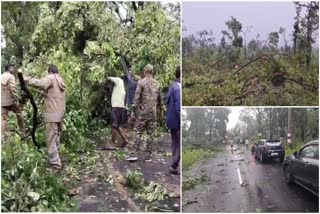 Large Number Of Trees Uprooted