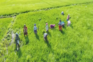 Tamil Nadu: Preparations For 1st Crop Season Underway; 40 Additional Workers Hired