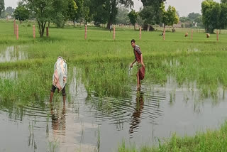 CROPS GETTING DESTROYED IN DHOLPUR