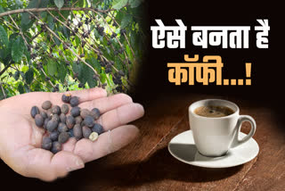 Hazaribag Coffee farming