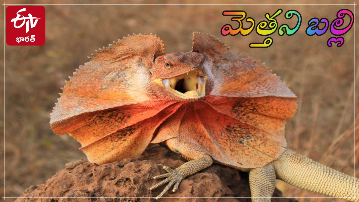 Frilled lizard