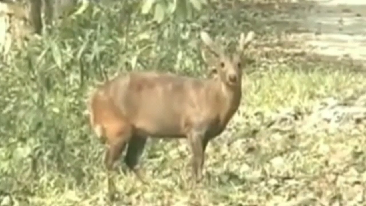 Hog deer count