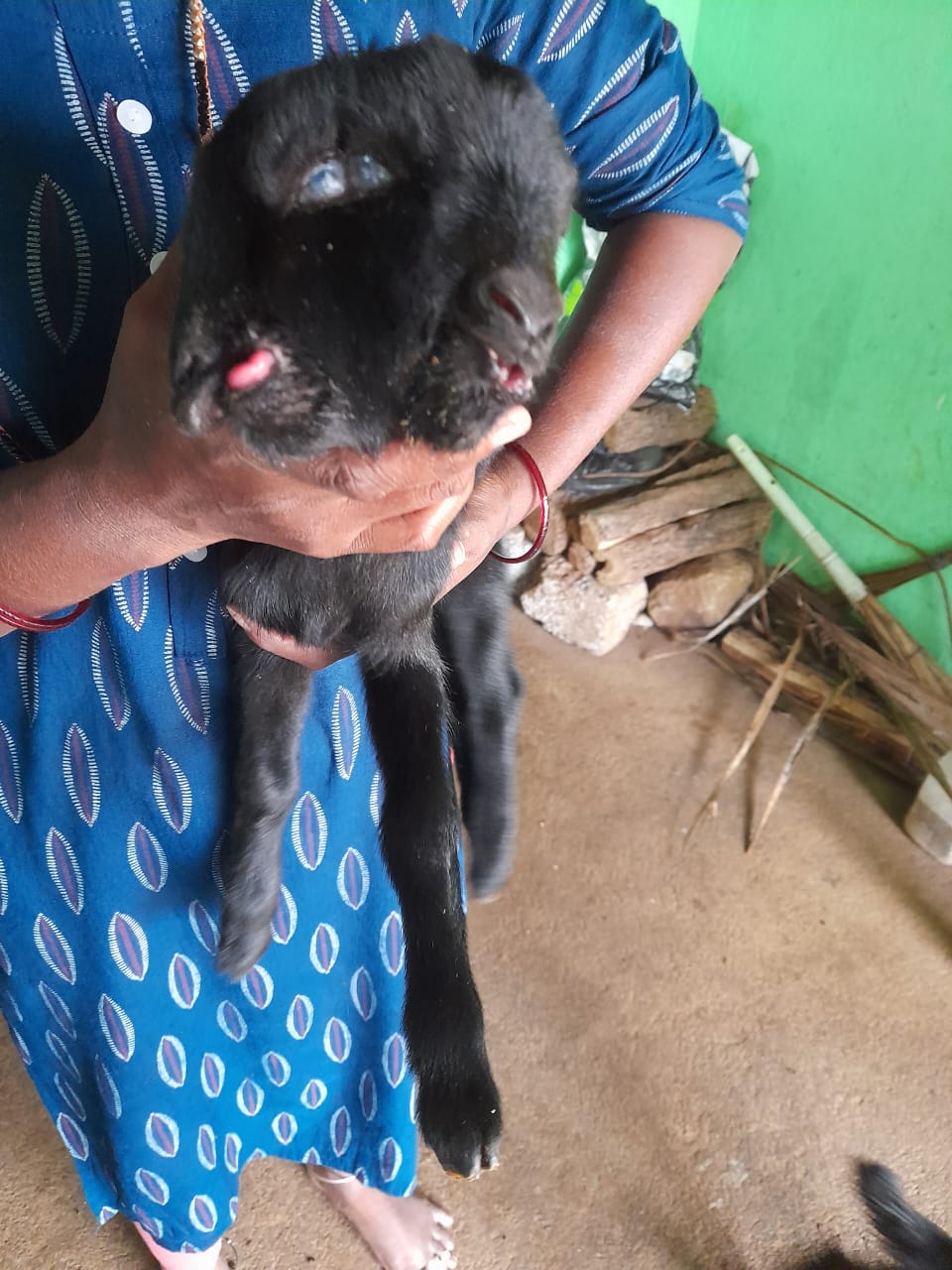 A strange baby goat born with two heads, four eyes and two mouths