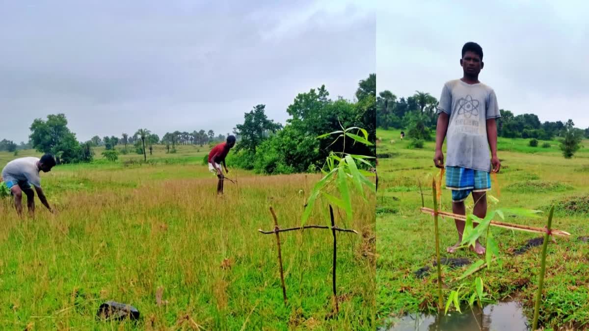 planting-trees-900-acres-under-mnrega-green-village-scheme-sahibganj