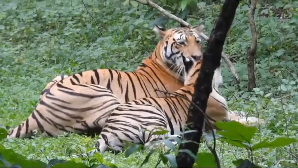 Tiger Reserve Tourism