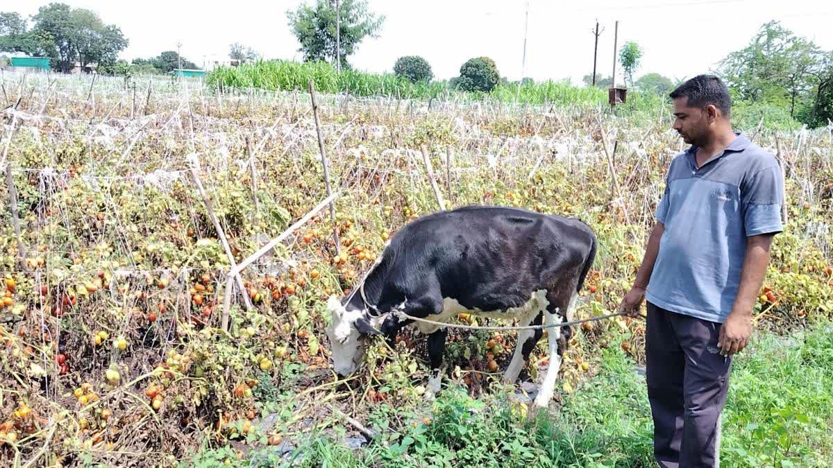 Suffering Of Tomato Farmer