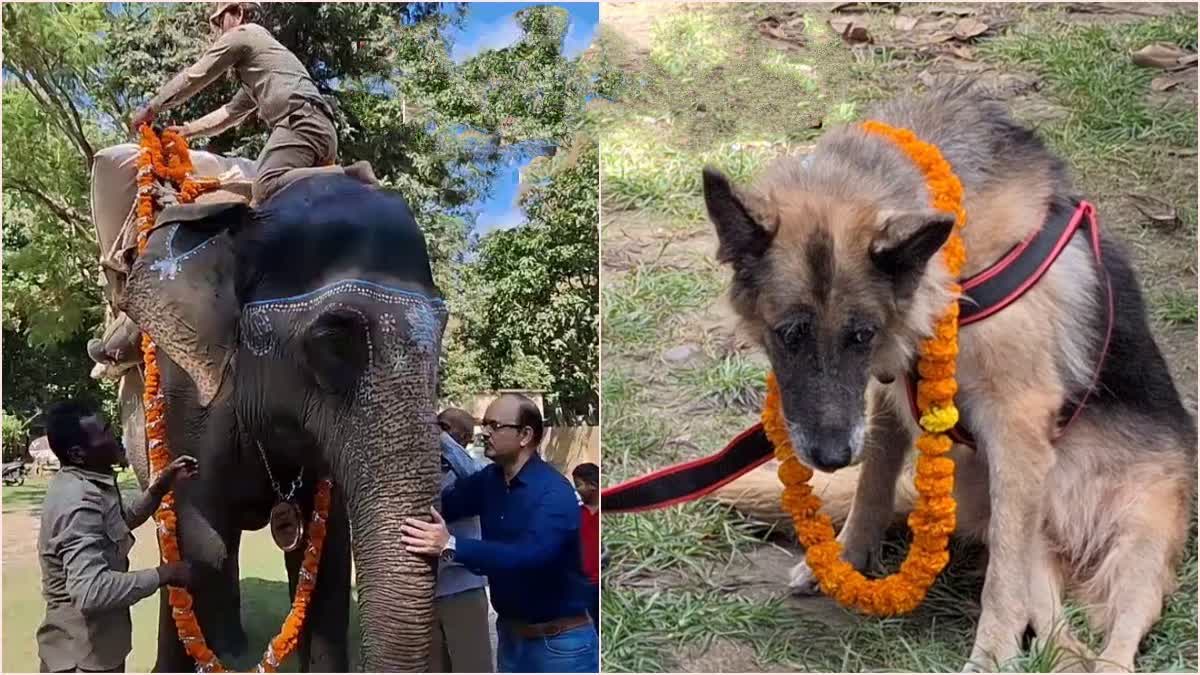 ಆನೆ, ಶ್ವಾನ ನಿವೃತ್ತಿ