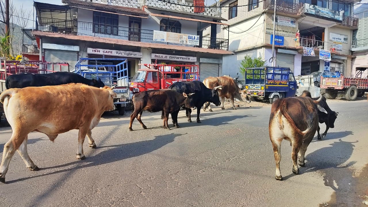 Stray Animals Himachal