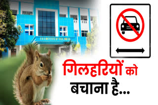 No vehicle zone for squirrels in Indore