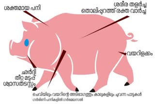 Wild Boar Dead Found In Maruthonkara  African Swine Fever Infected  African Swine Fever Infected Maruthonkara  nipah in Maruthonkara  African Swine Fever  മരുതോങ്കരയിൽ കാട്ടുപന്നി ചത്ത നിലയിൽ  കാട്ടുപന്നിക്ക് ആഫ്രിക്കൻ പന്നിപനി ബാധിച്ചു  ഭോപാലിലെ വൈറോളജി ലാബിൽ നടത്തിയ പരിശോധന  ആഫ്രിക്കൻ പന്നിപനി  കോഴിക്കോട് ജില്ലയിൽ ആഫ്രിക്കൻ പന്നിപനി