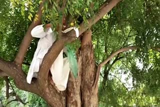 elderly Man Climbed Tree in Gwalior