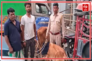 2 cattle smugglers in police trap in Nagaon