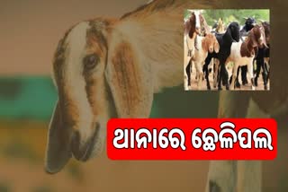 herd of goats in police station