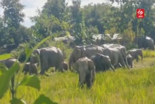 Terror of Wild Elephant