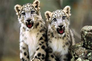 Kanha Tiger Reserve Leopard Cubs video