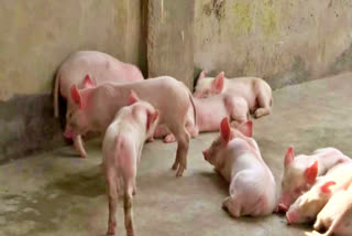 African Swine Fever Confirmed