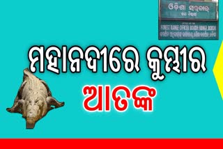 ମହାନଦୀରେ କୁମ୍ଭୀର ଆତଙ୍କ, ଭୟରେ ଅଞ୍ଚଳବାସୀ