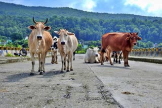 Stray Animals Himachal